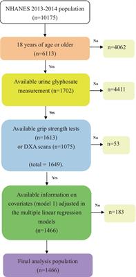 Association between urinary glyphosate levels and hand grip strength in a representative sample of US adults: NHANES 2013–2014